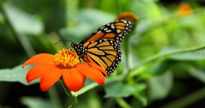 mariposa monarca y el riesgo en su migracion
