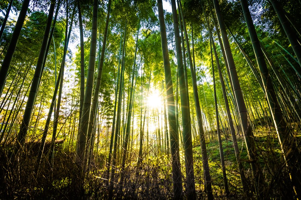 Plantar muchos árboles puede salvar al planeta del cambio climático