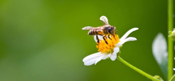 PepsiCo México impulsa la regeneración de las abejas