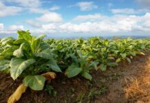 Más de 6,000 hectáreas dedicadas al cultivo de tabaco, el impacto nocivo en la agricultura mexicana