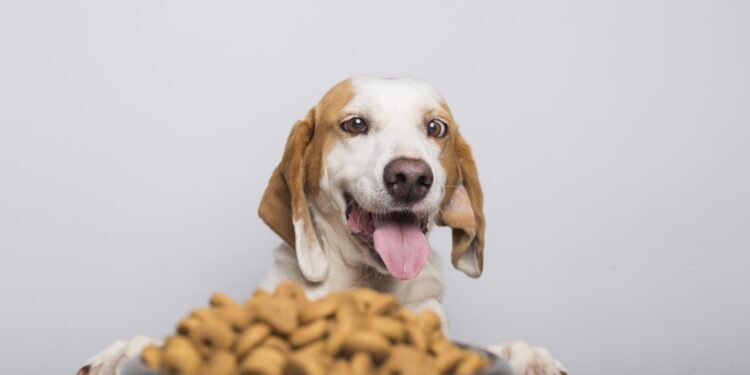 Soriana Fundación concluye campaña “Pets Friends Forever” y recauda 18,000 raciones de alimento para ayudar a perros y gatos rescatados