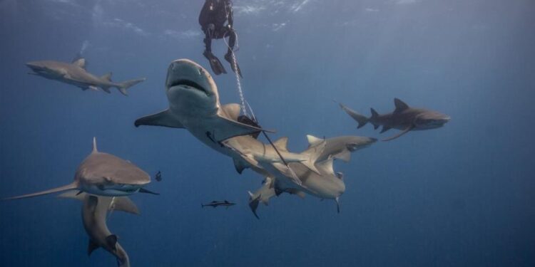 Gerardo del Villar, fotógrafo de tiburones, llega a San Luis Potosí para enseñar cómo transformar el miedo en un aliado