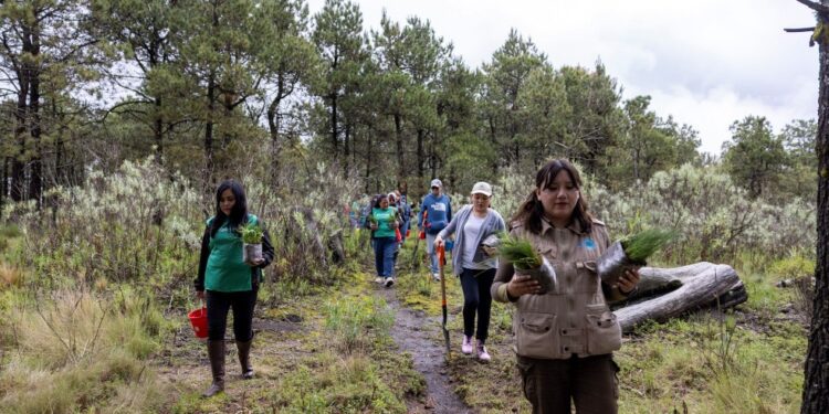 Up Sí Vale y empresas aliadas plantan 1,100 árboles en el Bosque de Pino y Encino para contribuir a la restauración de dos hectáreas