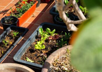 Temporada de lluvias: qué sembrar y cómo cuidar tu huerto para cosechar alimentos saludables