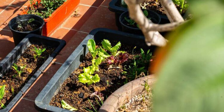 Temporada de lluvias: qué sembrar y cómo cuidar tu huerto para cosechar alimentos saludables
